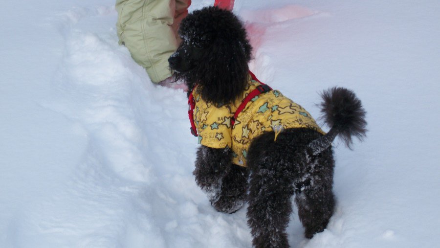 Участник № 61 конкурса «Мой домашний любимец» - Конкурсы для читателей