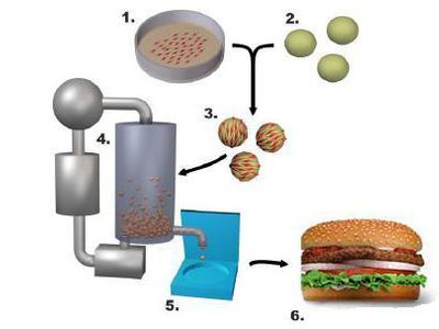Ученые намерены выращивать мясо в лаборатории - Наука и здоровье