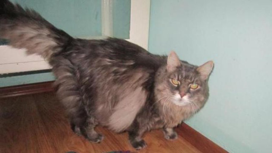 Найден кот - В Висагинасе