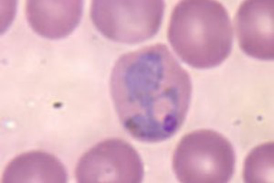 В Литве появилась малярия - Наука и здоровье