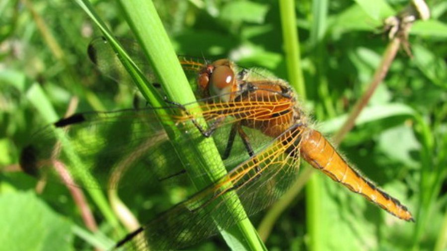 ООН призывает жителей Земли питаться насекомыми - Наука и здоровье