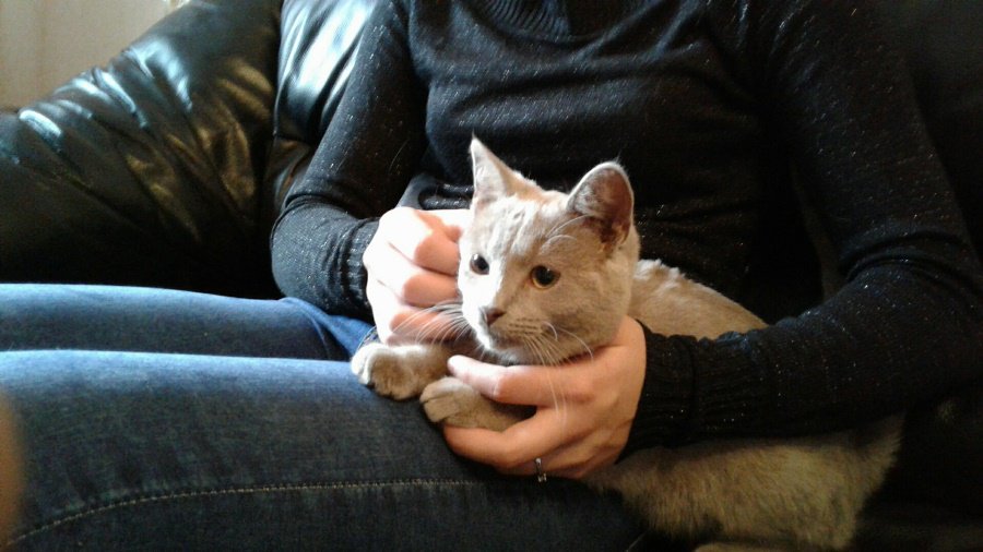 Участник № 48 конкурса «Мой домашний любимец» - Конкурсы для читателей