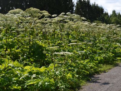 Вильнюс продолжает борьбу с борщевиком Сосновского - Литва и страны Балтии