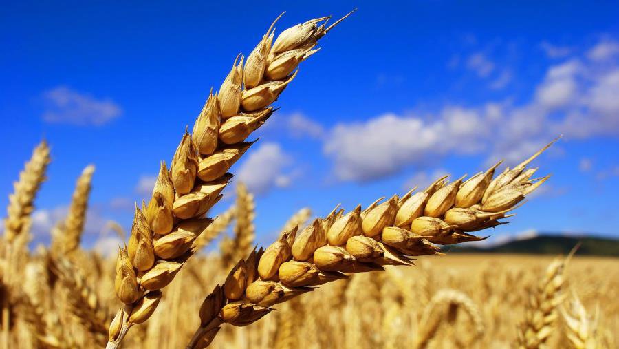 Россия – формирующаяся супердержава в мировой системе продовольственного снабжения - В Мире