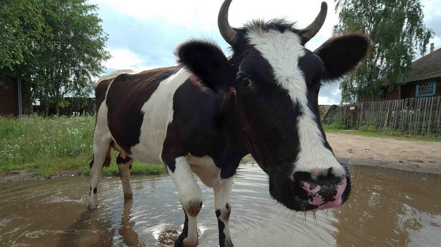 Зачем коровам рога - Наука и здоровье