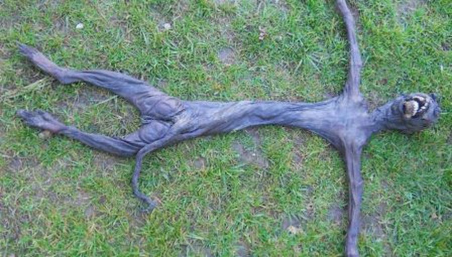 Atskleista ateivio kūno paslaptis - Pasaulyje