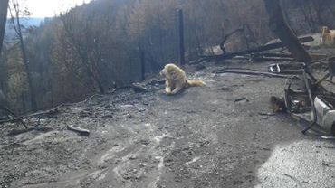 Собака месяц ждала хозяев на месте их сгоревшего дома в Калифорнии