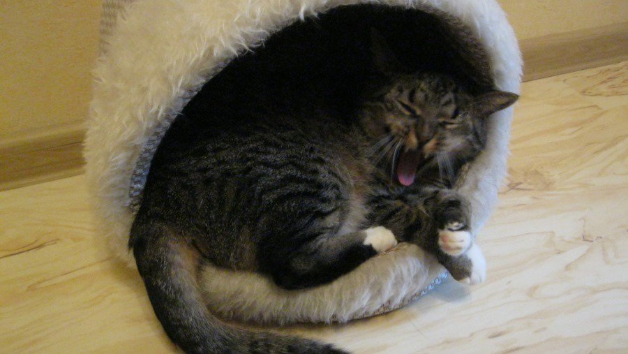 Участник №3 конкурса «Мой домашний любимец» - Конкурсы для читателей