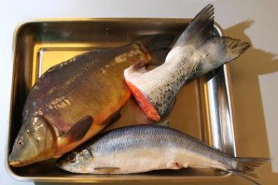 Sukčiavimas turguje: pangasijai virto ešeriais - Lietuva ir Baltijos šalys