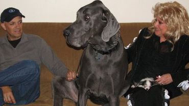 Самая высокая собака в мире — датский дог