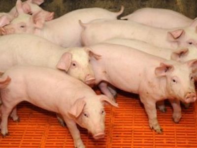 Свиная чума не повлияет на экспорт в ЕС - Литва и страны Балтии