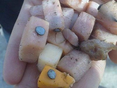 Глазами читателя: в парках для собак разбрасывают еду с гвоздями? - Происшествия и криминал