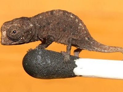 В природе существуют хамелеоны размером 29 мм - Наука и здоровье