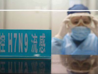 Стоит ли бояться волны птичьего гриппа? - В Мире