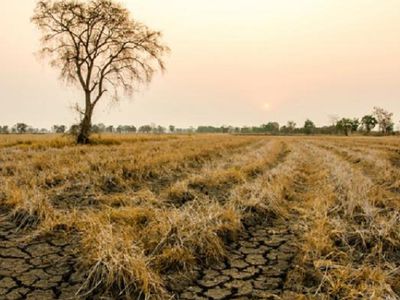 В связи с засухой земледельцы объявляют критическую ситуацию: на сегодняшний день погибло 80 проц. посевов - Литва и страны Балтии