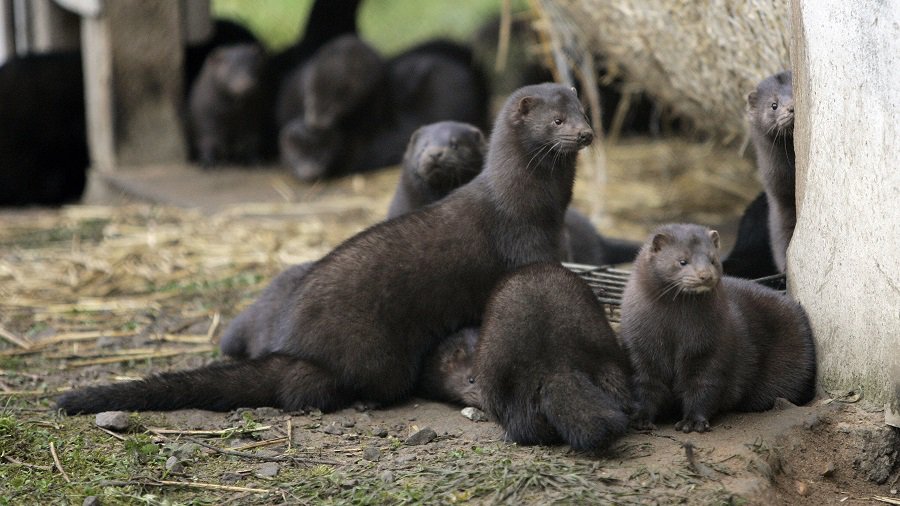 В Литве из-за заражения коронавирусом будут уничтожены около 40 тыс. норок - Литва и страны Балтии