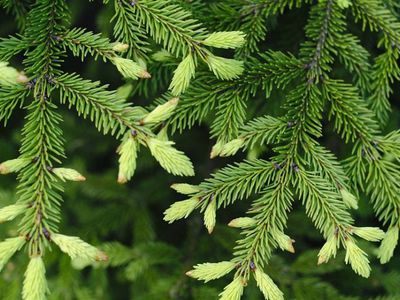 Принеси Рождество в свой дом! - В Висагинасе