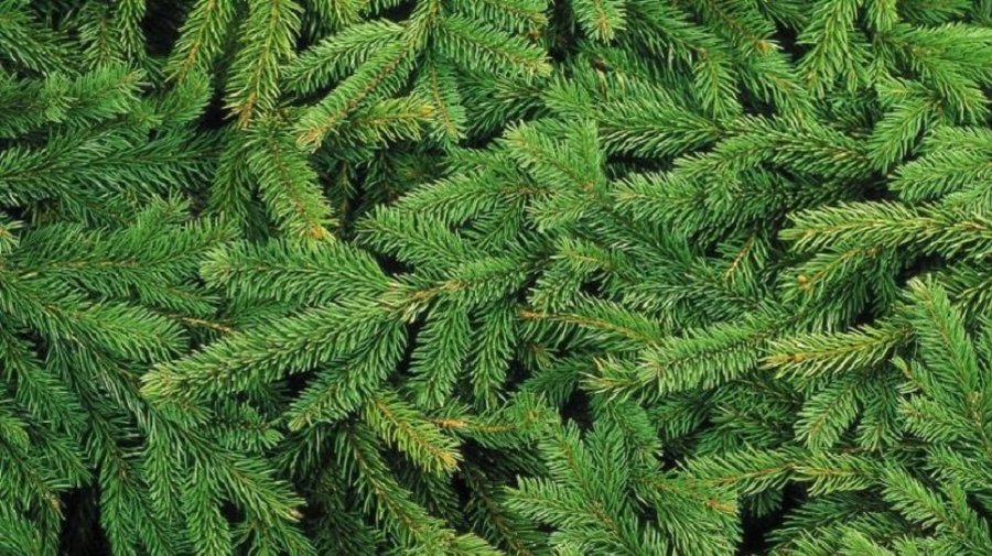 Лесничие будут раздавать еловые лапы - Литва и страны Балтии