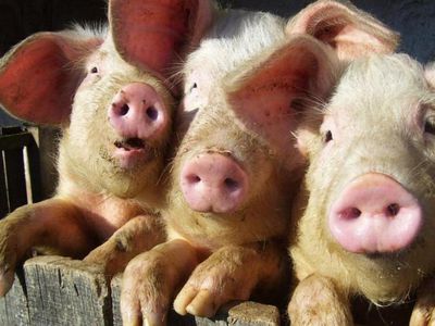 Рядом с Литвой – новые очаги африканской чумы свиней
 - Литва и страны Балтии