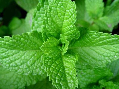 5 удивительных свойств мяты - Наука и здоровье