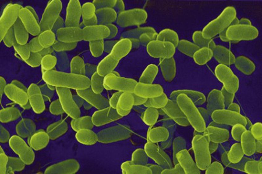 E. coli protrūkio paslaptis gilėja