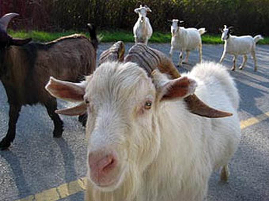 На стратегический объект Нью-Йорка прорвалось стадо козлов - Хобби, отдых и развлечения