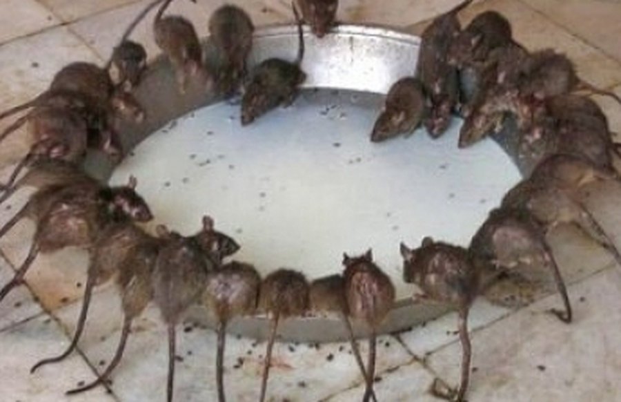 Члены горсовета Алитуса, которые держали деньги в Snorаs, повысили себе зарплаты
                                                                     - Литва и страны Балтии