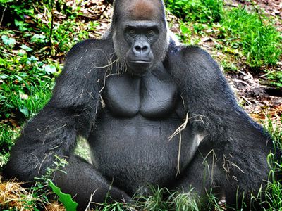 Биологи исследовали самоконтроль у животных - Хобби, отдых и развлечения