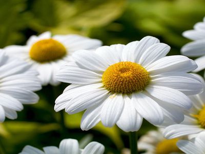 Приглашаем на концерт «Родной, единственной, любимой маме!» - В Висагинасе