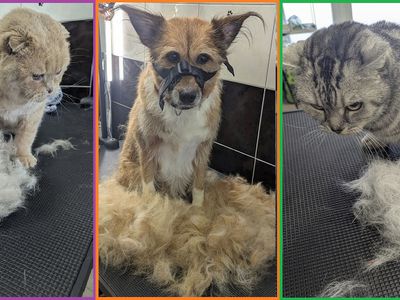 Приглашаем Вас посетить груминг салон - Реклама