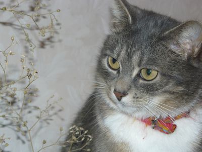 Участник №12 конкурса «Мой домашний любимец» - Конкурсы для читателей