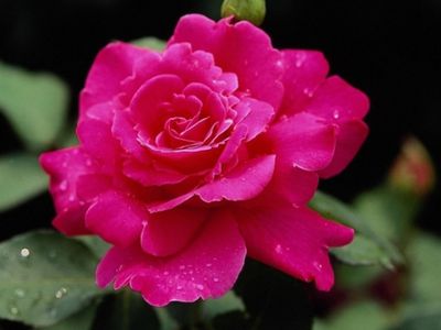 С Днем рождения, Томас! - Поздравления