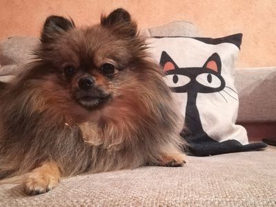 Участник № 41 конкурса «Мой домашний любимец» - Конкурсы для читателей