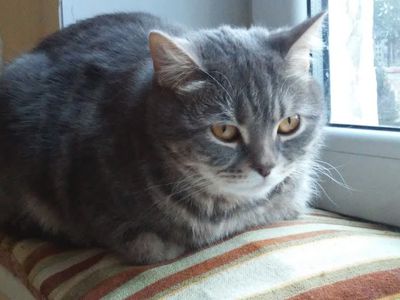 Участник №18 конкурса «Мой домашний любимец» (Видео) - Конкурсы для читателей