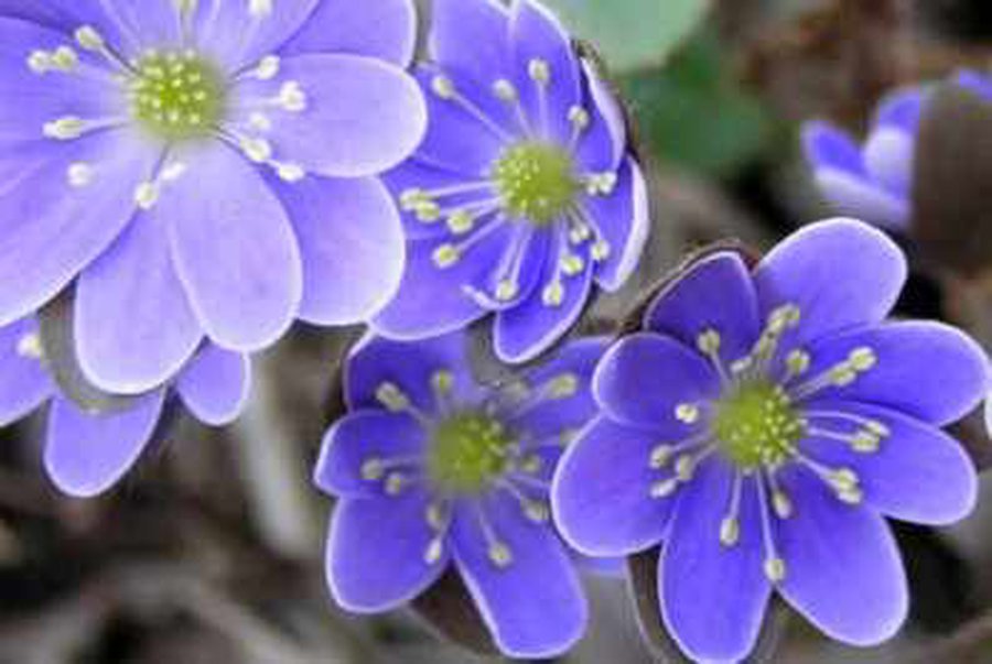 Atidaryta paroda „Moterys tarp žiedų“ - Kultūros ir sporto renginiai