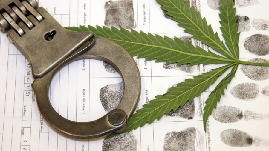 В сенюнии Римше обнаружена плантация конопли - Происшествия и криминал