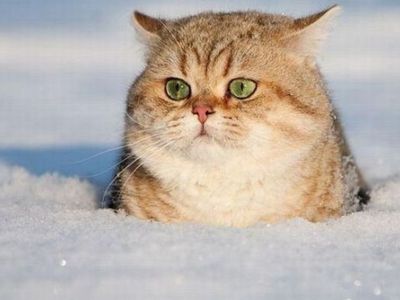 МОЖНО ЛИ ПОХУДЕТЬ С ПОМОЩЬЮ ХОЛОДА? - Наука и здоровье