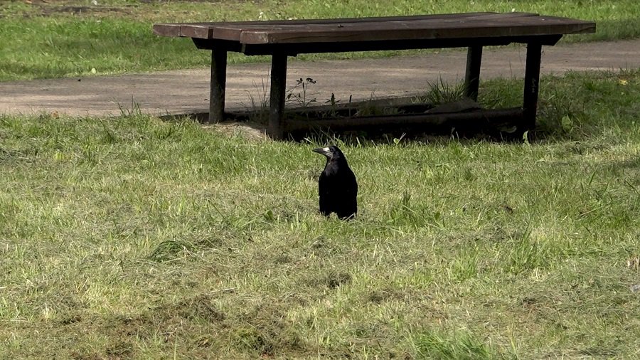 Кормить птиц и котов - запрещено правилами и опасно для здоровья (видео) - Висагинас и висагинцы