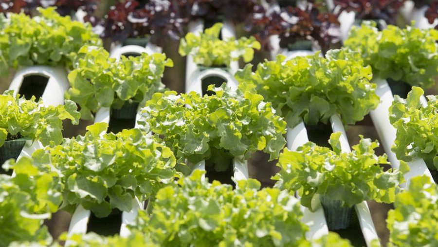 Канадский предприниматель обогревает рыбную ферму с помощью майнинга - Это интересно