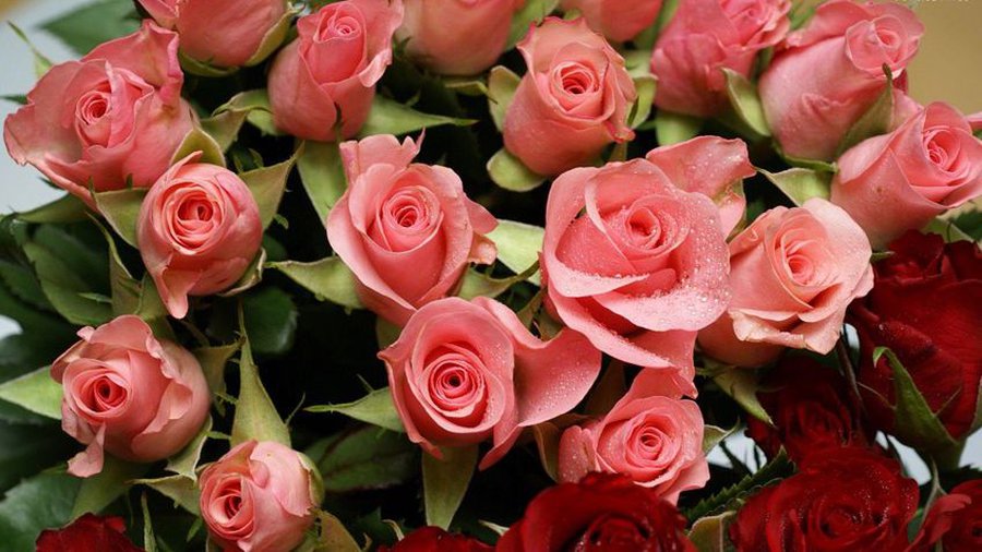 Диану Владышеву – с днем рождения! - Поздравления