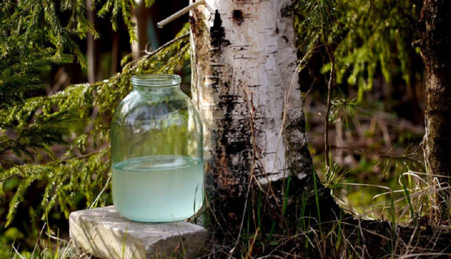 С наступлением весны начинается сезон любителей березового сока - Хобби, отдых и развлечения