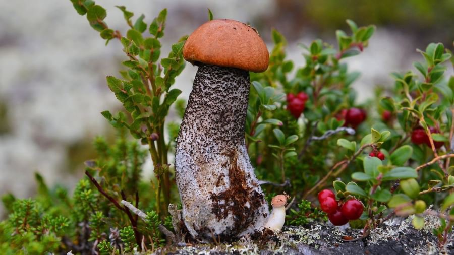 Приглашаем принять участие в конкурсе! - Конкурсы для читателей