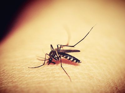 НЦОЗ: малярия диагностирована уже у 2 жителей Литвы, посещавших африканские страны - Наука и здоровье