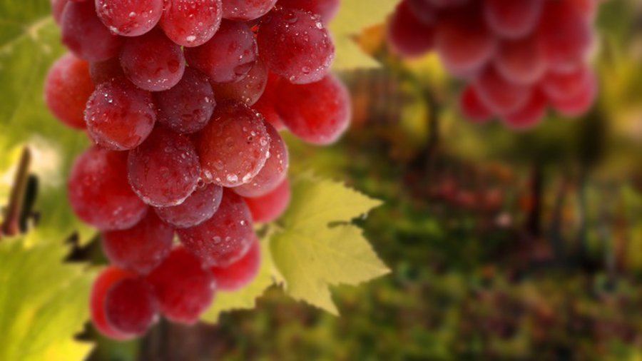 Виноград защищает зубы от разрушения - Наука и здоровье