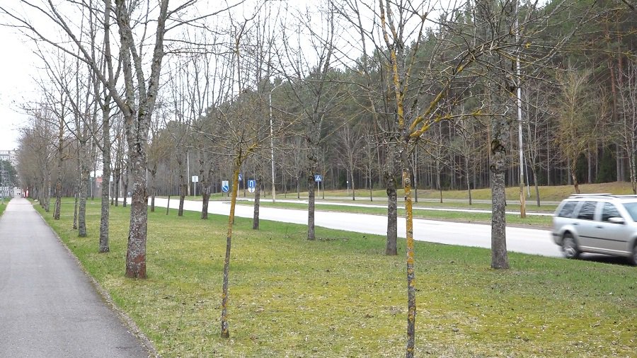 Не погибнут ли посаженные в городе деревья? - В Висагинасе