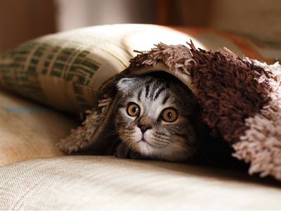 Жители Литвы раскупают электрические обогреватели - Литва и страны Балтии