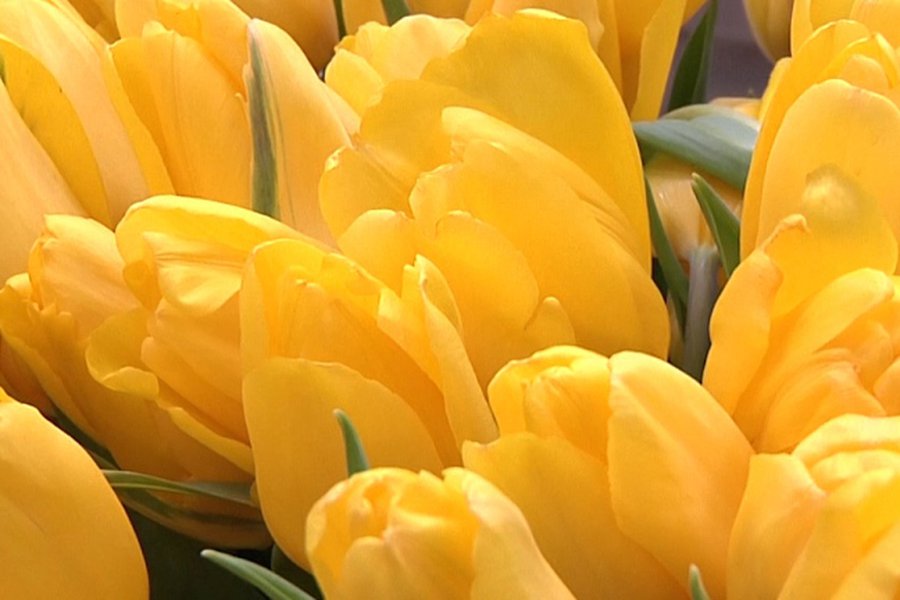 Желтые тюльпаны, желтые тюльпаны... в день 8-го марта!                                                                                                 - Реклама