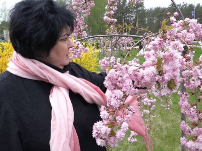 Висагинские сакуры стали визитной карточкой нашего города (видео) - В Висагинасе