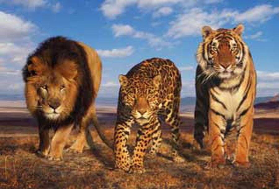 «Балтийские тигры»: стратегия и тактики зализывания ран
                                 - Литва и страны Балтии