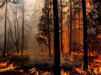 Раскрыт экономический ущерб от бушующих в России лесных пожаров - В Мире